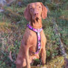 Finnero Camocolor-valjas, pinkki - Image 3