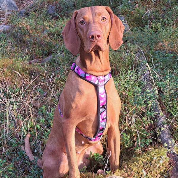 Finnero Camocolor-valjas, pinkki - Image 3